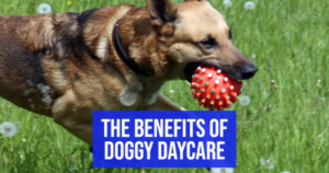 doggy daycare