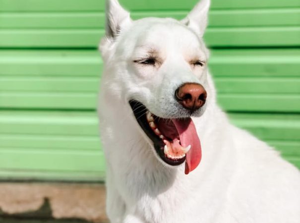 White dog looks happy with tongue out in the bright sunshine